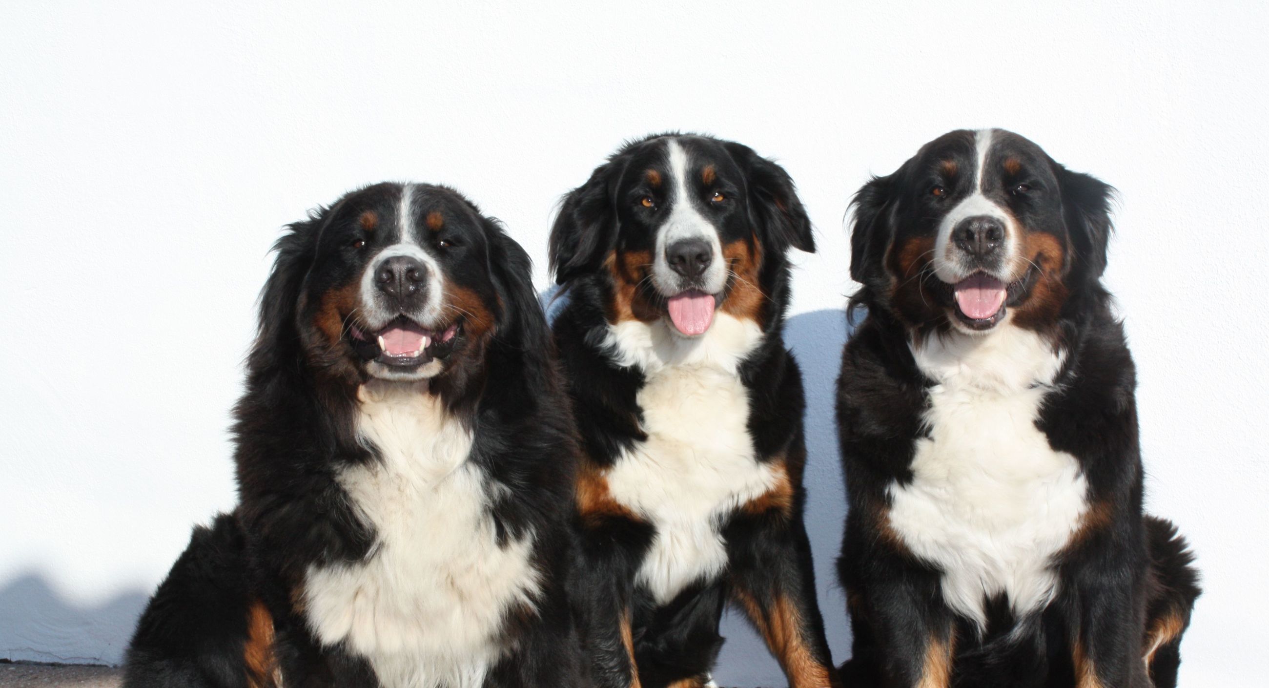 Berner Sennenhund
